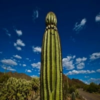 Pogled na kaktus Saguaro iz niskog kuta, Tucson, Okrug Pima, Arizona, SAD tiskanje plakata tvrtke mn