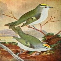 Ispis plakata ptice u književnosti C. Reeda