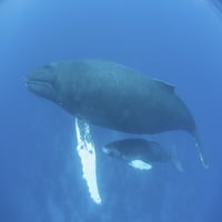 majka i beba grbavog kita na Karibima Atlantski Grbavi svake zime migriraju sa sjevernih hranilišta na Karibe