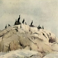 Priroda gorja, kormorani u gnijezdima, tisak plakata Edvina Aleksandra