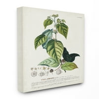 Botanička ilustracija biljaka _ sjeme i lišće vintage dizajn platno zidna umjetnost nepoznatog autora