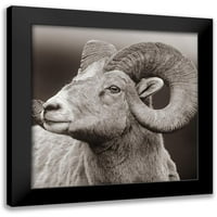 Fitzharris, Tim Black Modern Framed Museum Art Print pod nazivom - Rocky Mtn Bighorn Sheep Sepia