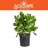 Solscape by Costa Farms živi vanjsku biljku zelene clusia u 2G. Lonac za uzgajivač