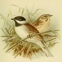 Ptice s Britanskih otoka strnadica, plakat od trske s printom Johna G. Keulemansa