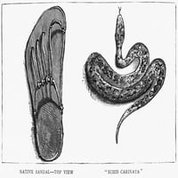 Indija: Snake, 1887. Na Viper, pored sandale za razmjere, u Indiji. Graviranje drva, engleski, 1887. Ispis plakata